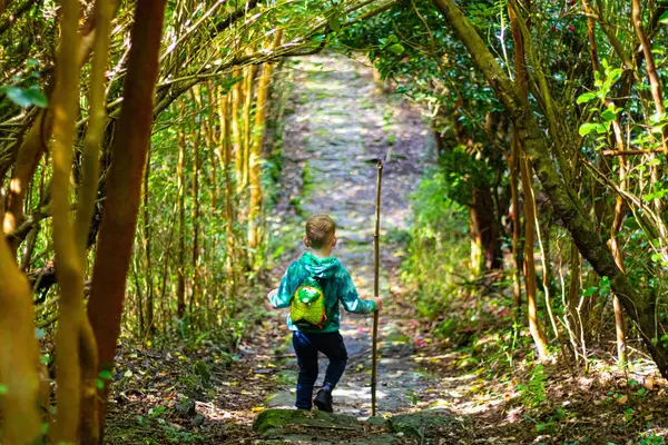 Sırt çantalı bir çocuk, elinde bambu çubuğuyla ormanda yol alır. Çocukla kamp yapma kavramı.
