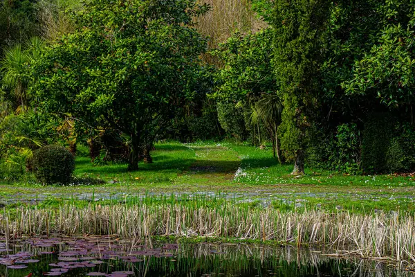 Önünde göl olan yeşil park, egzotik ağaçlar ve palmiye ağaçları. 