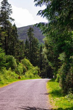 Bu patika, İrlanda 'nın Mantar Bölgesi' ndeki Gougane Barra Ulusal Orman Parkı 'ndaki kayalık bir bölgedeki ormandaki ağaçların arasından geçiyor.