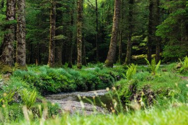 Önünde bulanık çimenler olan sakin, güneşli, kozalaklı bir ormanda bir nehir akıyor.