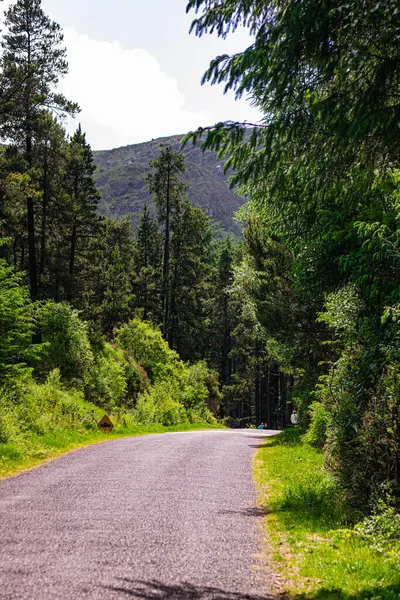 Bu patika, İrlanda 'nın Mantar Bölgesi' ndeki Gougane Barra Ulusal Orman Parkı 'ndaki kayalık bir bölgedeki ormandaki ağaçların arasından geçiyor.