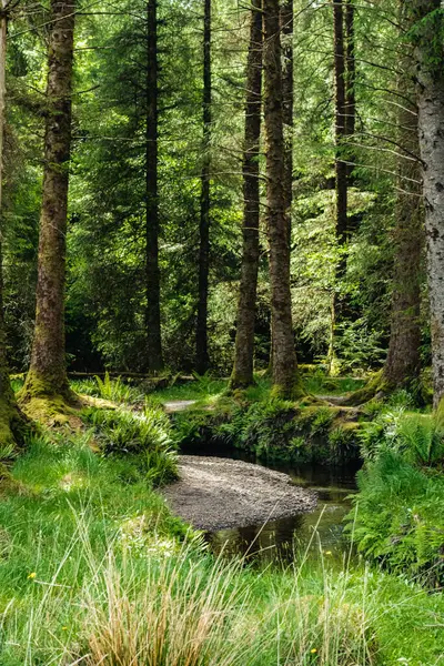 Sakin, güneşli, kozalaklı, dikey bir ormanda bir nehir akıyor.