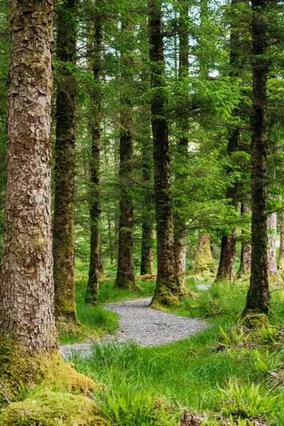 Gougane Barra Ulusal Orman Parkı, Mantar Bölgesi, İrlanda 'da dolambaçlı bir yürüyüş yolu.