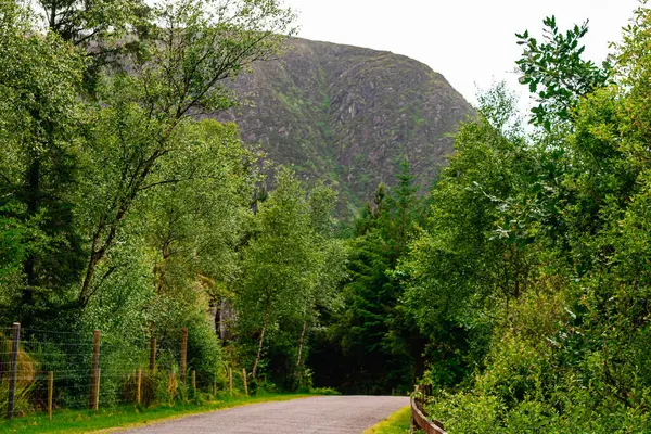Gougane Barra Ulusal Orman Parkı, Mantar Bölgesi, İrlanda 'da tahta çitli bir yol.