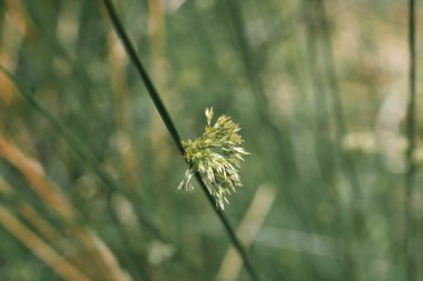 Bulanık arka planda ekstra yakın çekim için yeşil çim kulak, metin için yeşil arkaplan, yukarıdan tüylü kulak görünümü