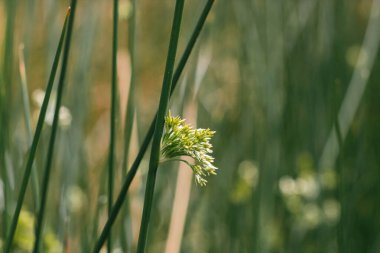 Bulanık arkaplanda yeşil çimen çıkıntısı, metin için yeşil arkaplan