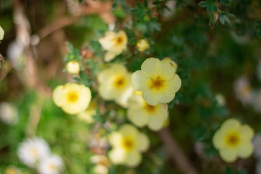 Potentilla Primrose Güzeli 'nin soluk sarı cilt yüzeyi, bulanık arka planı olan çiçeklere odaklan.