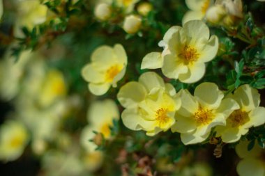 Potentilla Çuha Çiçeği 'nin soluk sarı çiçekleri, ekstra yakın plan.