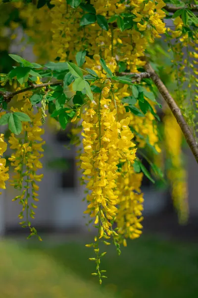 Avluda yetişen sarı salkımın bir cilvesi.