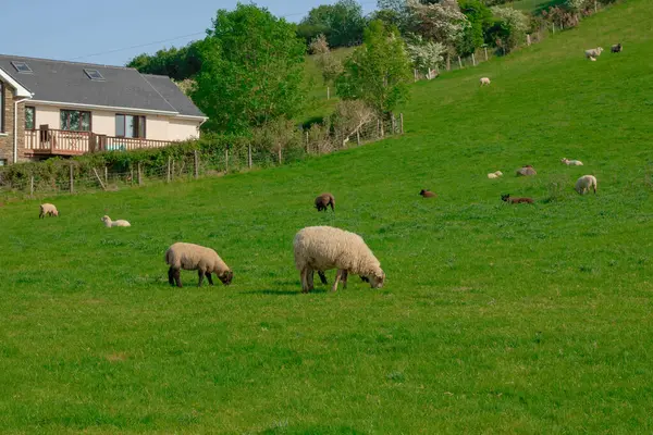 Koyunlu koyunlar tarlada otluyor, evin sol tarafı görülebiliyor, köydeki yaşam kavramı.