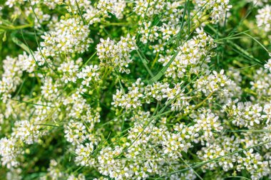 Yabani tarla bitkisi Cochlearia officinalis yakın planda