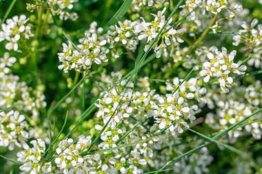 Yabani tarla bitkisi Calepina ekstra yakın çekim