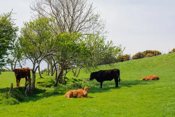 Otlakta dört boğa, güneşli bir günde bir tarlada bir sıra ağacın yanında iki kahverengi inek.