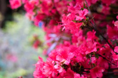 Pembemsi bir çiçek açan rhododendron bahçesi.