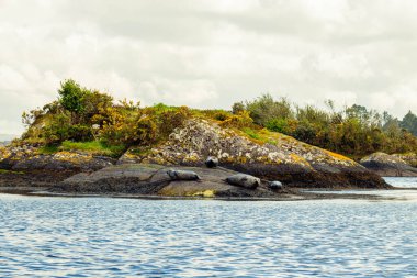 Glengarriff köyünün yakınındaki bir körfezdeki bir kayanın üzerinde sevimli foklar yatıyor.