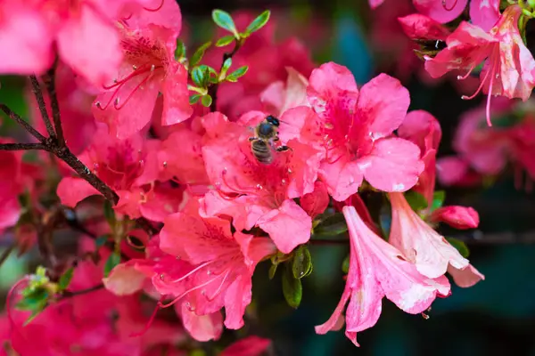Çiçek açan rhododendron çiçeğinin üzerindeki arı.