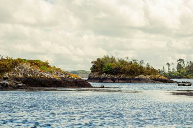 Mühürler Glengarriff köyünün yakınındaki bir deniz koyunda bir kayanın üzerinde yatıyor.