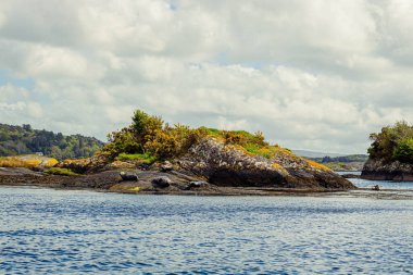 Sahildeki kayalıklarda fokları olan küçük bir ada. 