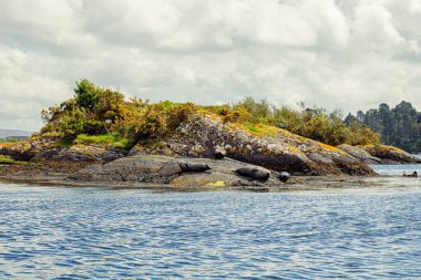 Sahildeki kayalıklarda fokları olan küçük bir ada. 