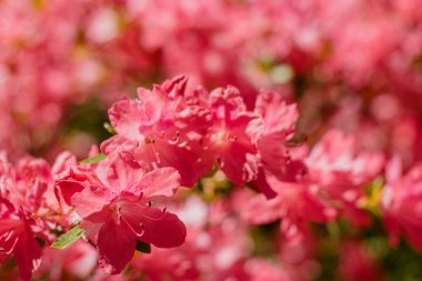 Çiçek açmış güzel pembe rhododendronlar, ön planda bulanık arkaplanlı üç çiçeğe odaklan