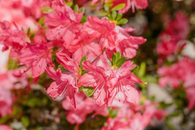 Parktaki parlak pembe açelya çiçekleri, yakınlardaki çiçeklere odaklan.