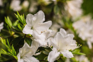 Açelya çiçeğinin açtığı enfeksiyonlar.