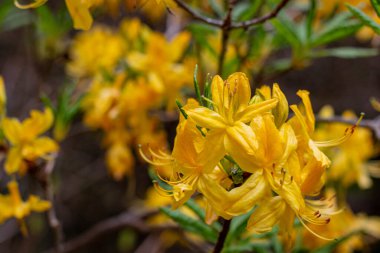 Sarı Japon Rododendronu, Pontic Azalea in Bloom