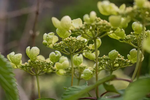 Ortanca aşağıdan hassas sarı renk görüntüsü