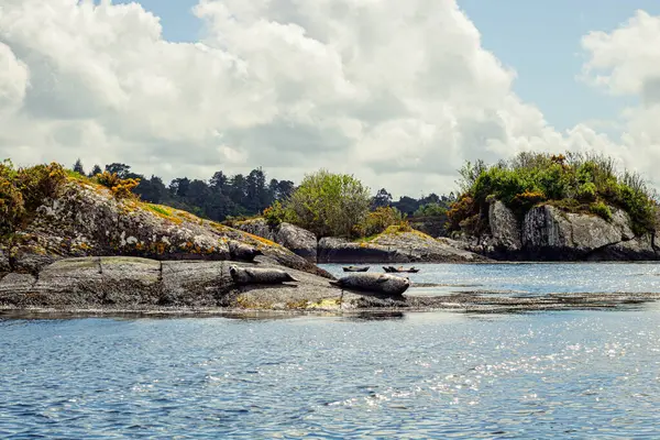 Yağlı foklar İrlanda Garnish Adası yakınlarındaki küçük bir adada yatıyor.