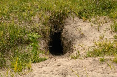 Çimenli kumlu toprakta tavşan deliği