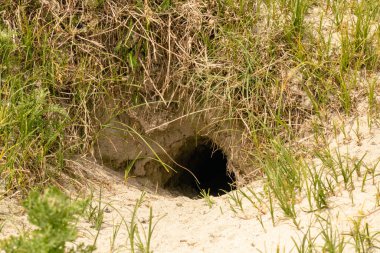 Çimenli kumlu toprakta tavşan deliği