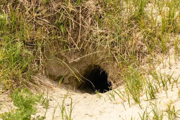 Çimenli kumlu toprakta tavşan deliği