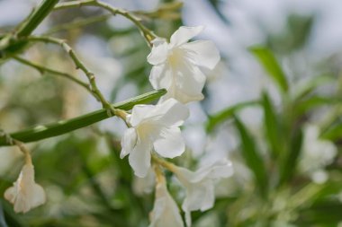 Oleander, Madoni grandiflorum (Madonna, Madonna Grandiflorum olarak da bilinir), İspanyol kökenli yeşil saplı beyaz bir çiçek.