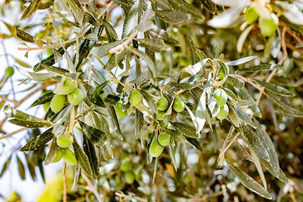 Yapraklarla çevrili genç zeytin meyveleri olan bir ağaç.