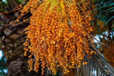 Portakal renkli meyve kümeleri, yatay yakın çekim.