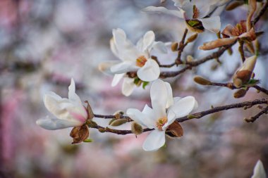 Magnolia flower blooming in the spring in the city clipart