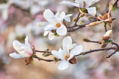 Magnolia flower blooming in the spring in the city clipart