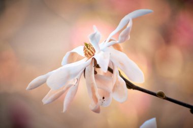 Magnolia flower blooming in the spring clipart