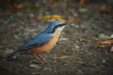 Avrasya tımarhanesi Sonbaharda şehir parkında
