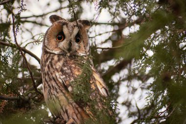 Güzel Asio otous köknar dalında