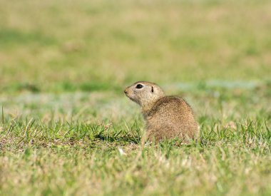 Güzel Spermophilus Citellus ilkbaharda güneşte