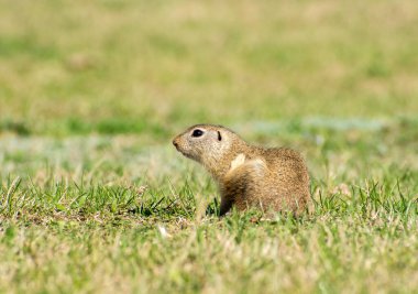Spermophilus citellus ilkbaharda tarlada
