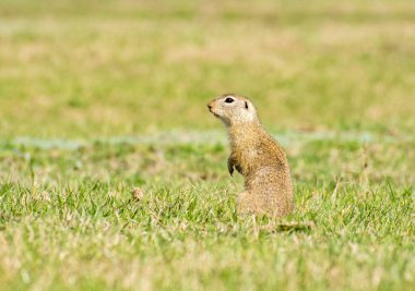 Güzel Spermophilus Citellus ilkbaharda güneşte