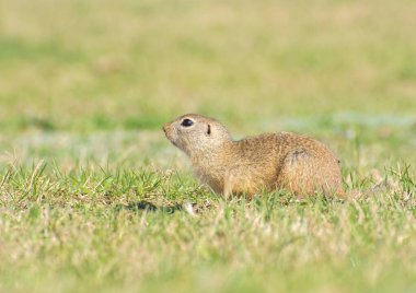 Spermophilus citellus ilkbaharda tarlada.