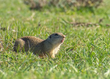 Güzel Spermophilus Citellus ilkbaharda güneşte