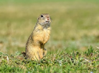 Güzel Spermophilus Citellus ilkbaharda güneşte