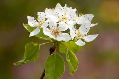 1 numaralı armut çiçekleriyle bahçenin güzel fotoğrafları.
