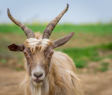 tarlada keçi gülü