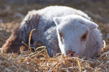 Güneşin altında duran güzel kuzu