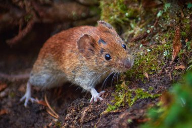 Bekleyen orman faresi (Apodemus Sylvaticus)